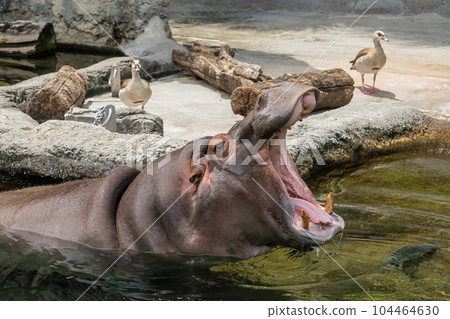 A hippopotamus with a big mouth Tennoji Zoo A hippopotamus with a big mouth Tennoji Zoo 104464630