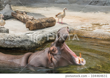 A hippopotamus with a big mouth Tennoji Zoo A hippopotamus with a big mouth Tennoji Zoo 104464631