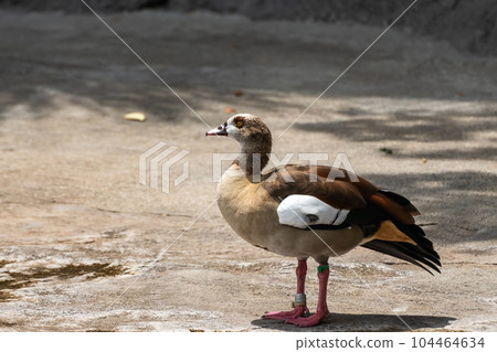 埃及鵝 天王寺動物園 河馬館 104464634