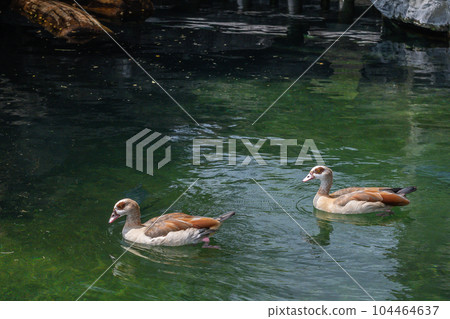 埃及鵝在天王寺動物園河馬屋池塘里游泳 104464637