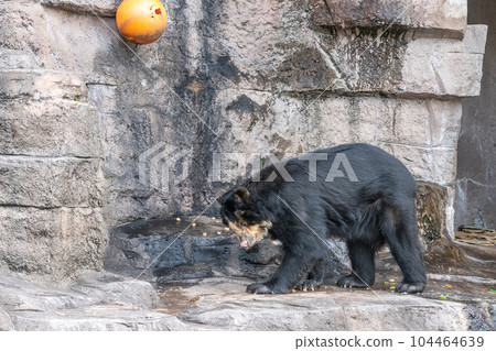 Spectacled bear Tennoji Zoo 104464639