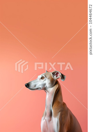 Cute dog of the Galgo breed is posing 104464672