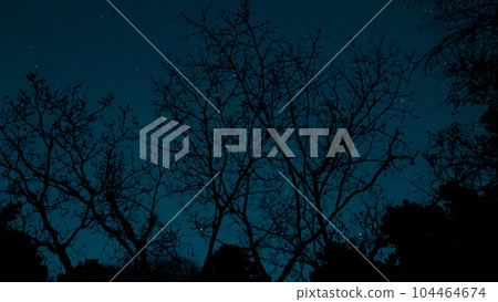tree silhouette and stars tree silhouette and stars 104464674