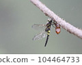 A dragonfly emerges in the rain 104464733