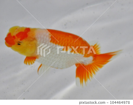 金魚 104464978