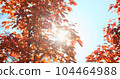 Orange maple forest in autumn morning sunlight on blue sky. Sun rays break through bright orange-red maples branch, leaves in fall. Sunbeam in sunny nature. Colorful foliage in sun light 104464988