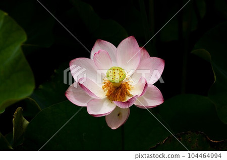 蓮花二見菖蒲浪漫森林 104464994