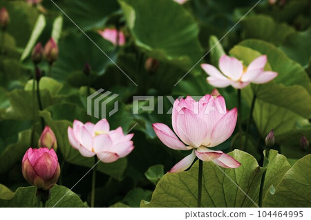 蓮花二見菖蒲浪漫森林 104464995
