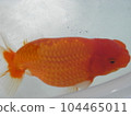 金魚 104465011