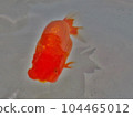 金魚 104465012