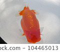 金魚 104465013