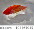金魚 104465015