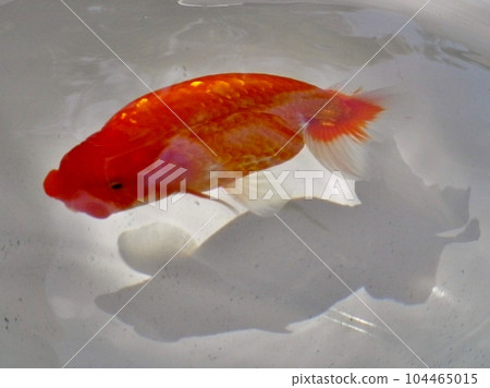 金魚 104465015
