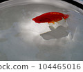 金魚 104465016