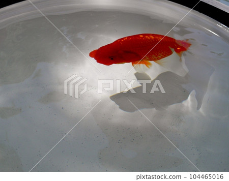 金魚 104465016