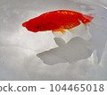 金魚 104465018