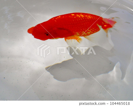 金魚 104465018