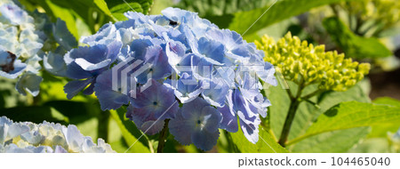 hydrangea plant flower hydrangea flower アジサイ あじさい 104465040