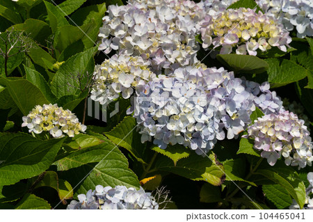 繡球花 植物 花 hydrangea flower アジサイ あじさい 104465041