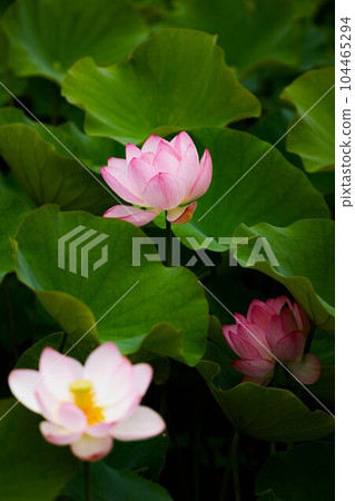 Lotus Futami Shobu Romantic Forest 104465294