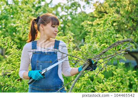 Woman gardener with saw and dry cut branches in garden Woman gardener with saw and dry cut branches in garden 104465542
