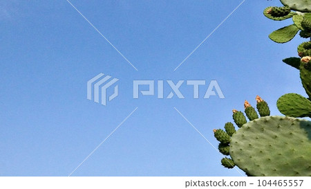 Photo of prickly pear cactus growing outdoors 104465557