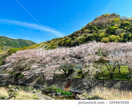 靜岡縣沼津市戶田大川公園的櫻花樹 靜岡縣沼津市戶田大川公園的櫻花樹 104465699