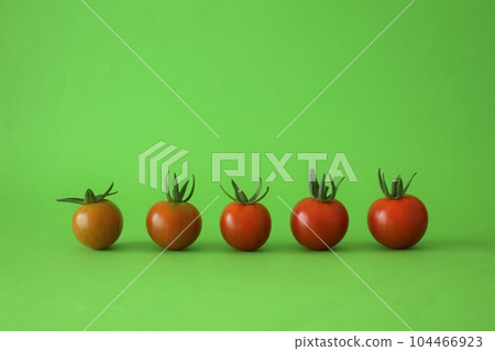 新鮮採摘的櫻桃番茄 104466923