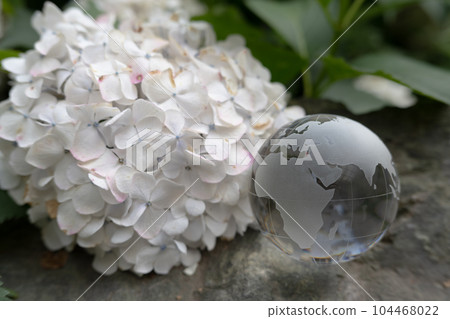 A transparent globe and white flowers (hydrangea) Images related to global themes A transparent globe and white flowers (hydrangea) Images related to global themes 104468022