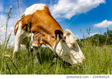 Cow grazes on a green field, close up view. 104468029