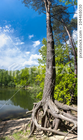 The exposed roots of Scots Pine (Pinus sylvestris) at forest with a small pond. 104468030