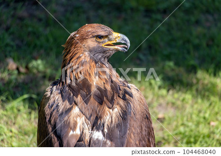 The portrait of The Golden Eagle (Aquila chrysaetos) on a green background 104468040