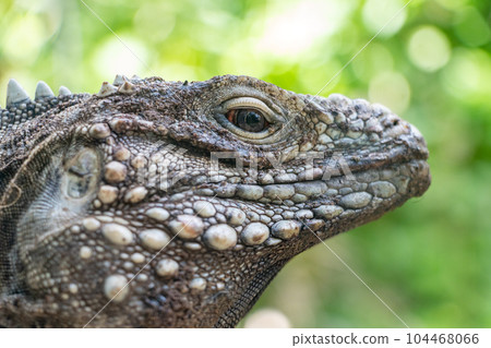 The portrait of the Cuban rock iguana (Cyclura nubila), also known as the Cuban ground iguana. 104468066