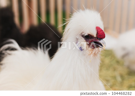 A portrait of silkie chicken outdoors in garden 104468282