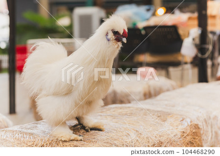 A white silkie chicken standing on a hay in a garden. 104468290