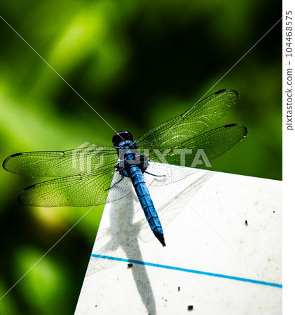 Dragonfly Dragonfly 104468575
