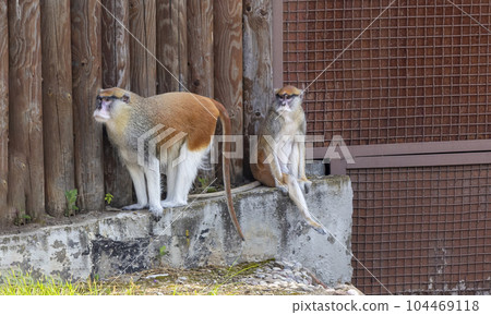 The patas monkey, also known as the hussar monkey, Erythrocebus patas. 104469118