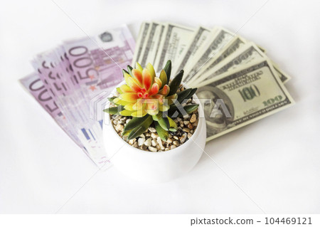 Set of euro and dollar banknotes out of focus. In the foreground, a cactus flower in focus 104469121