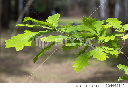 Green oak leaves on a branch in the sunlight Green oak leaves on a branch in the sunlight 104469141