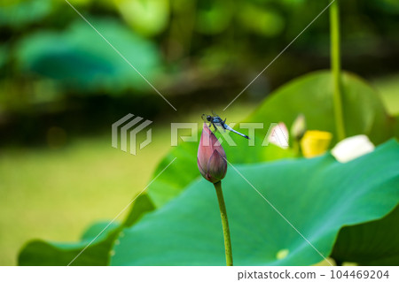 Dragonfly in the marsh 104469204
