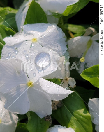 雨後的白色花朵和水滴 104469712
