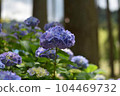 hydrangea   104469732