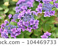 hydrangea   104469733