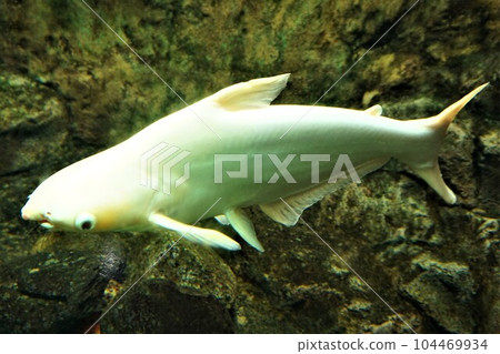 白化凱彥 凱彥白化 白化凱彥 凱彥白化 104469934