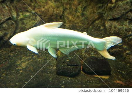Albino Kaiyan Kaiyan Albino 104469936