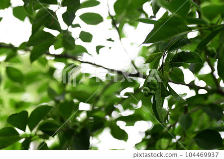 Kobushi fruit Kobushi fruit 104469937