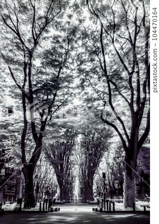 仙台定禪寺街_2023_紅外照片 104470164