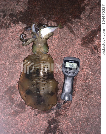 烏賊 烏賊 104470327