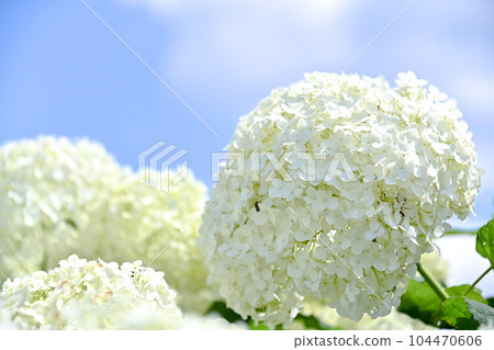 Annabel Annabel 104470606