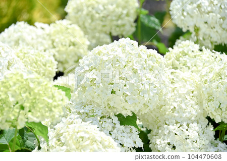 安娜貝爾 安娜貝爾 104470608